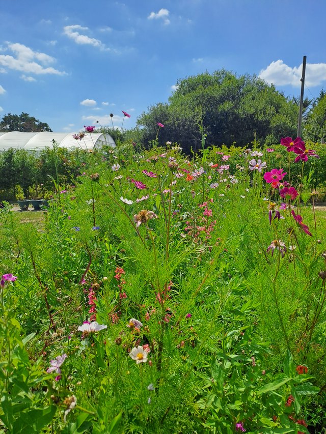 Burford Garden Company