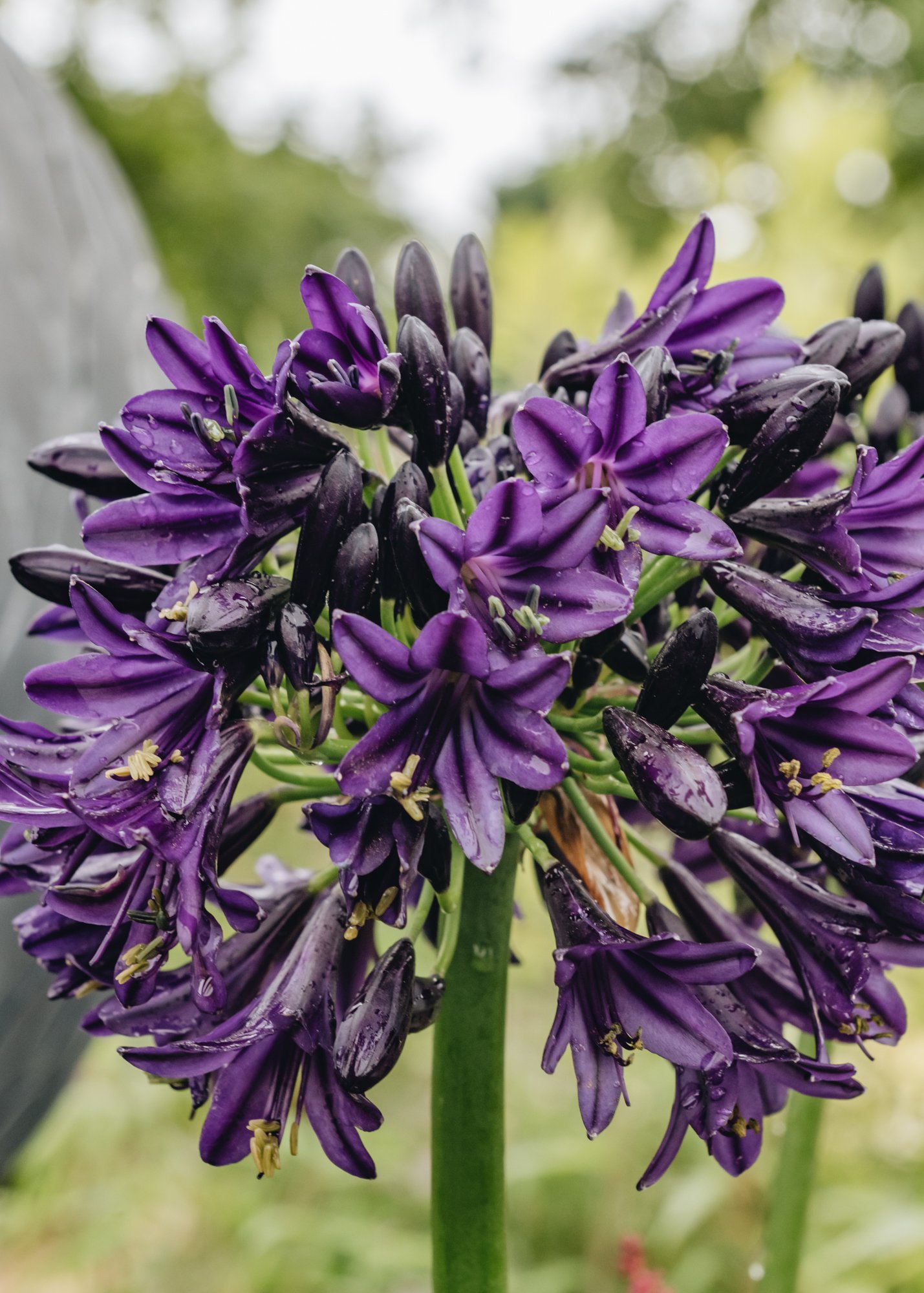 Burford Garden Company