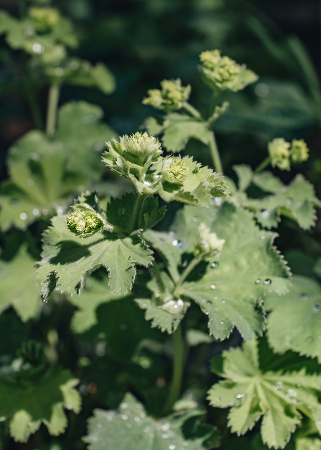 Burford Garden Company