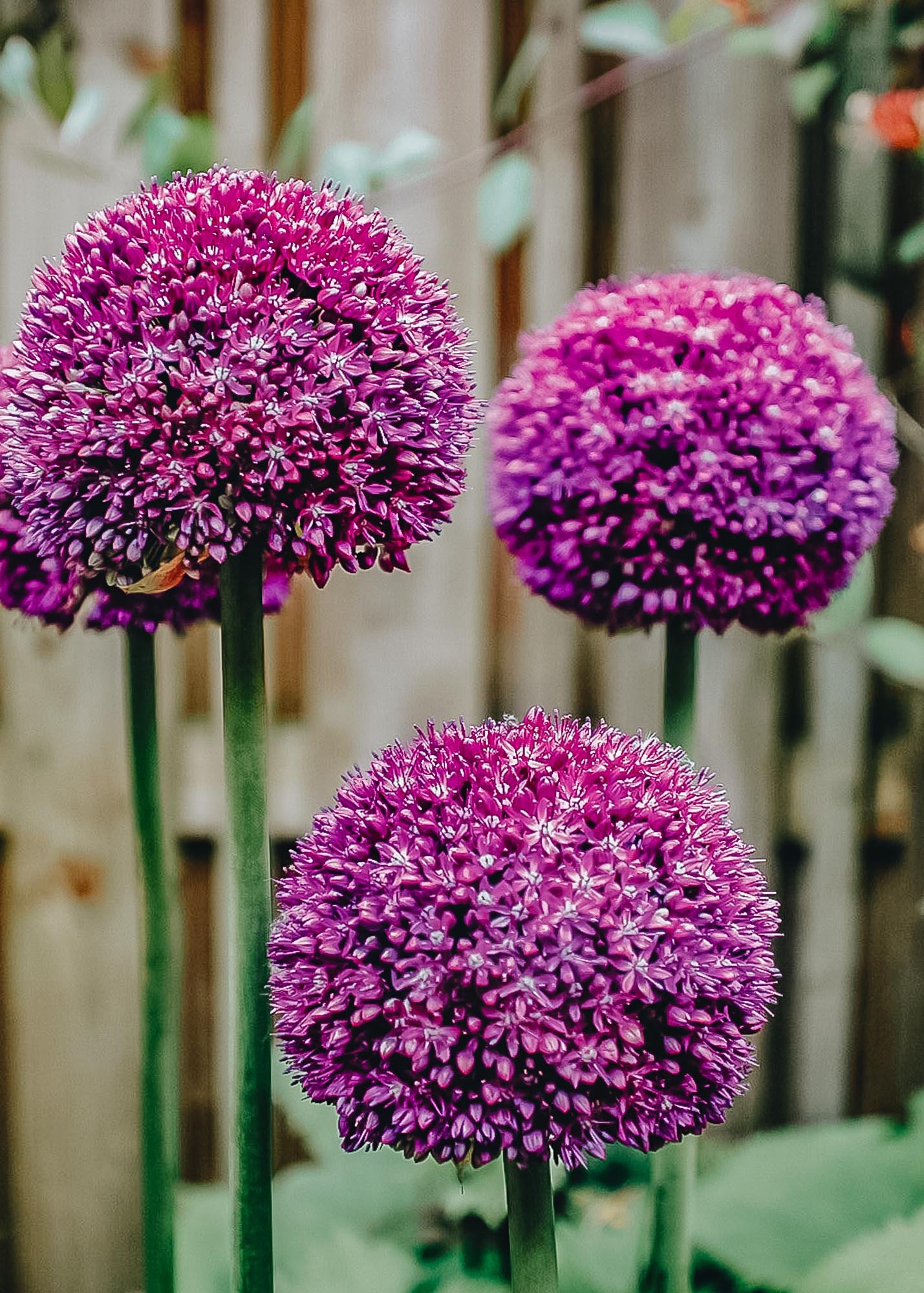 Burford Garden Company