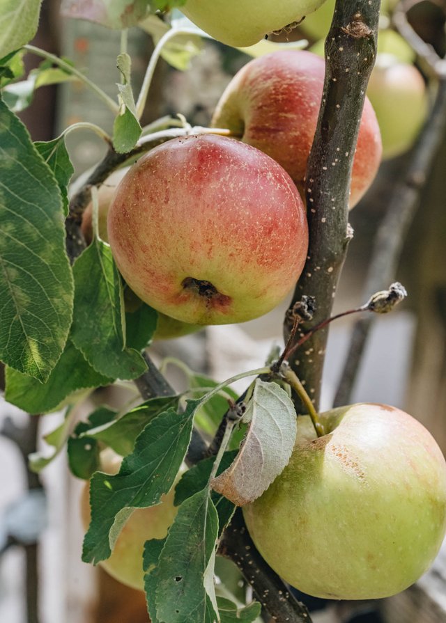 Burford Garden Company