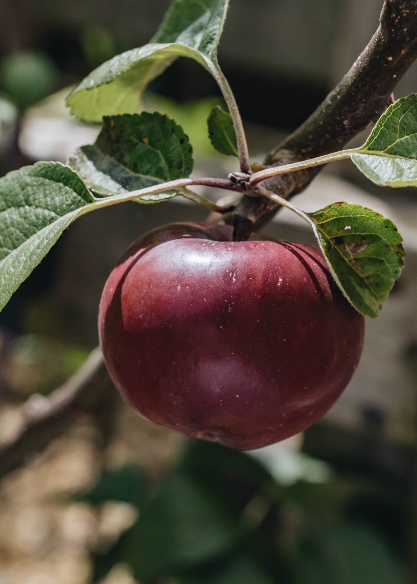 Burford Garden Company