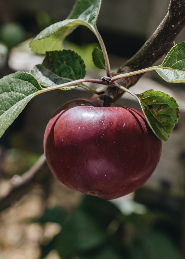 Burford Garden Company