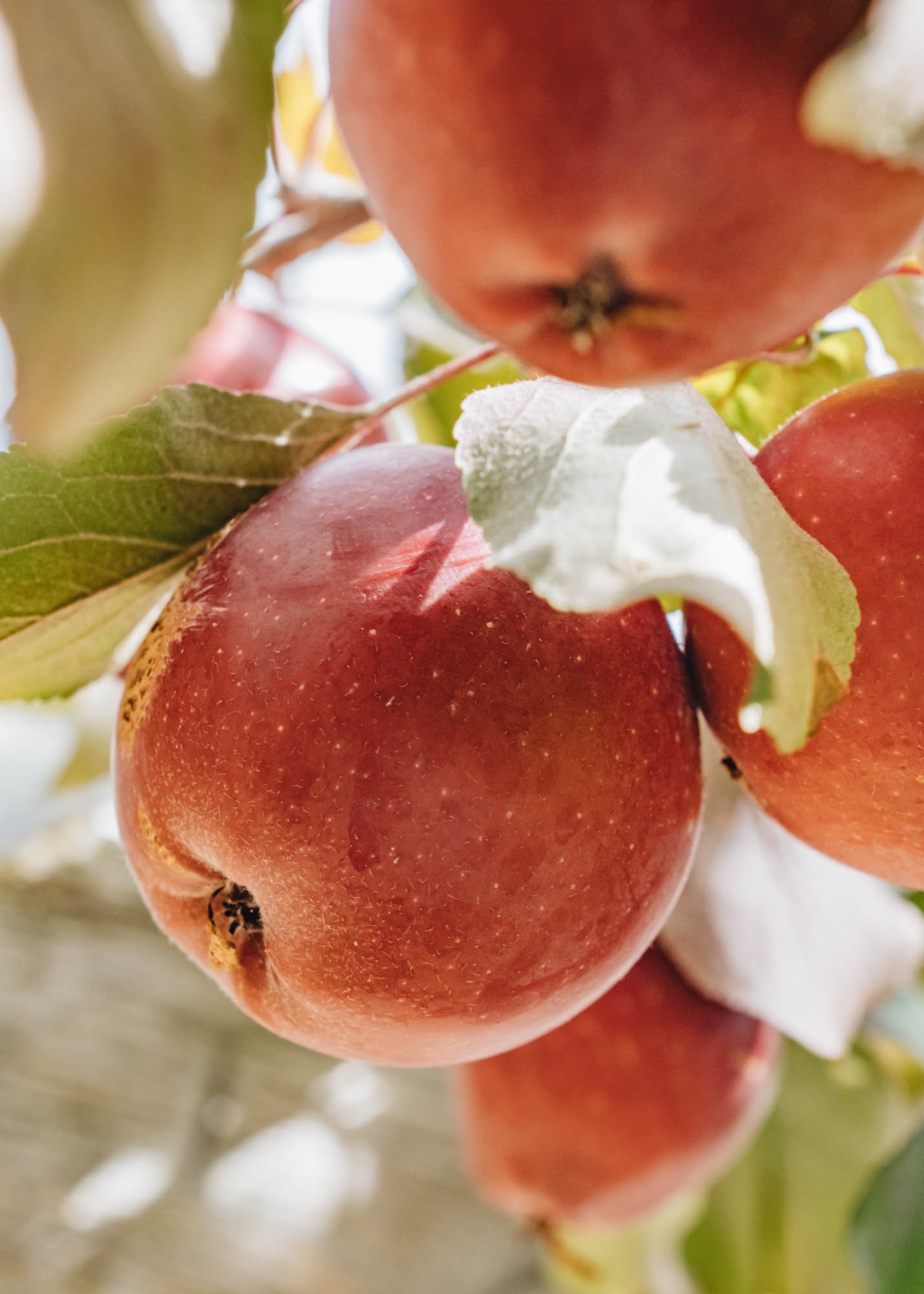 Burford Garden Company