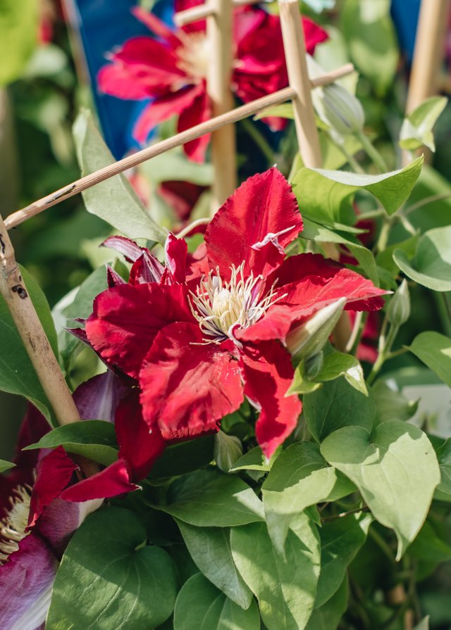 Burford Garden Company