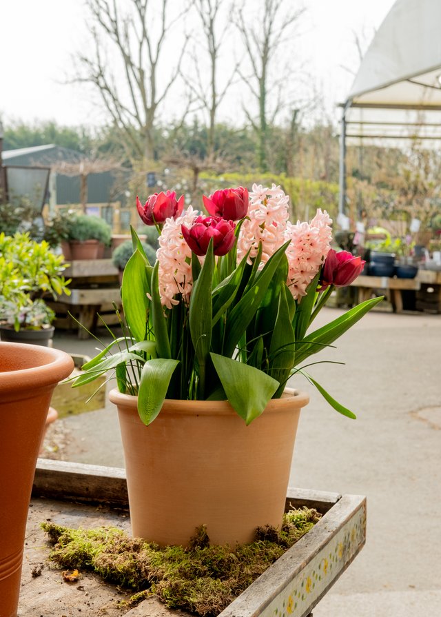 How to: Plant a Bulb Lasagne – Burford Garden Co.