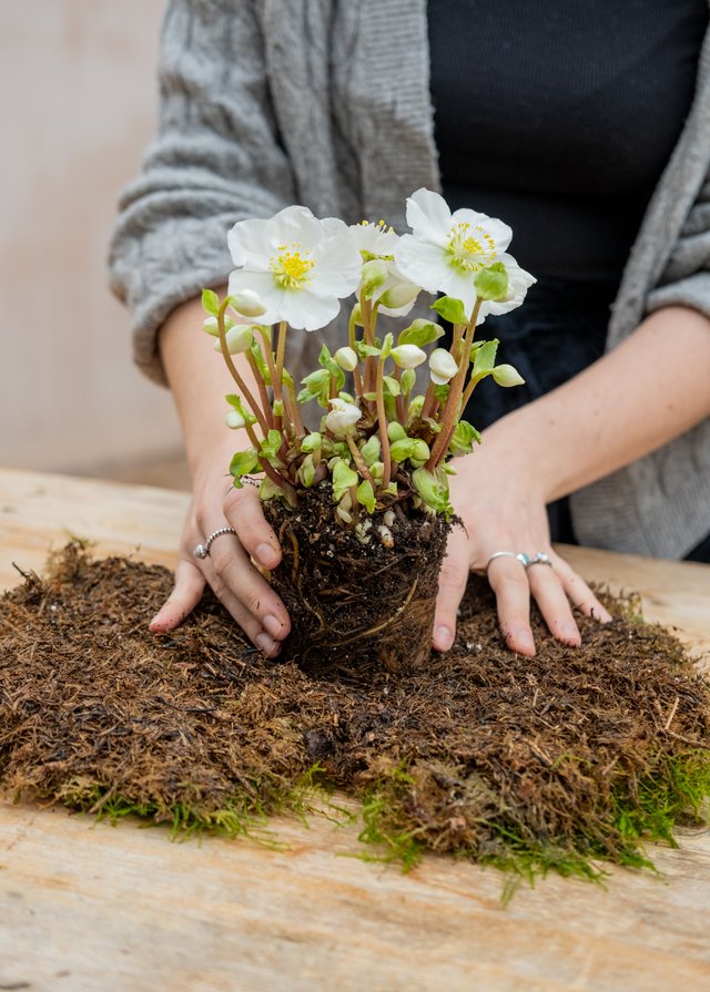 Burford Garden Company