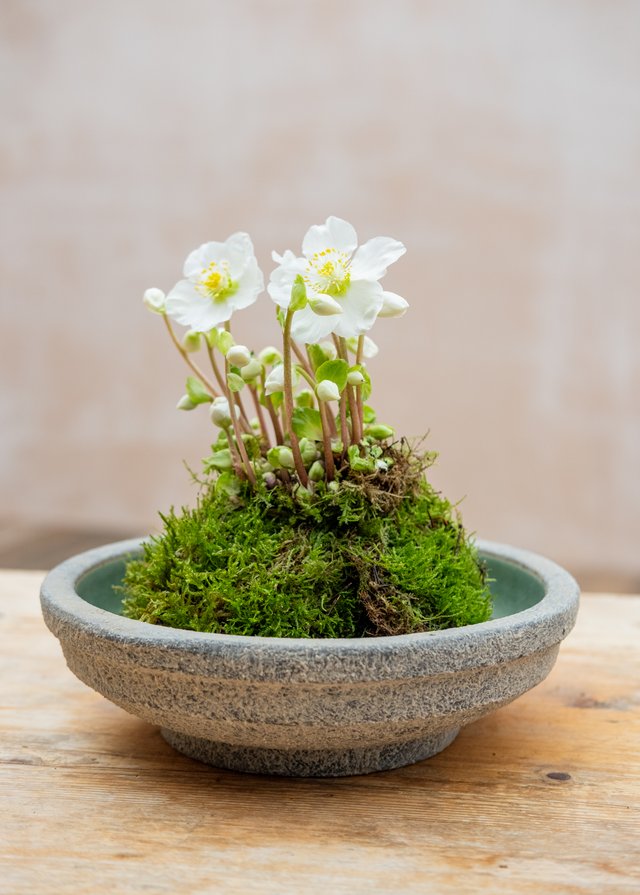 Burford Garden Company