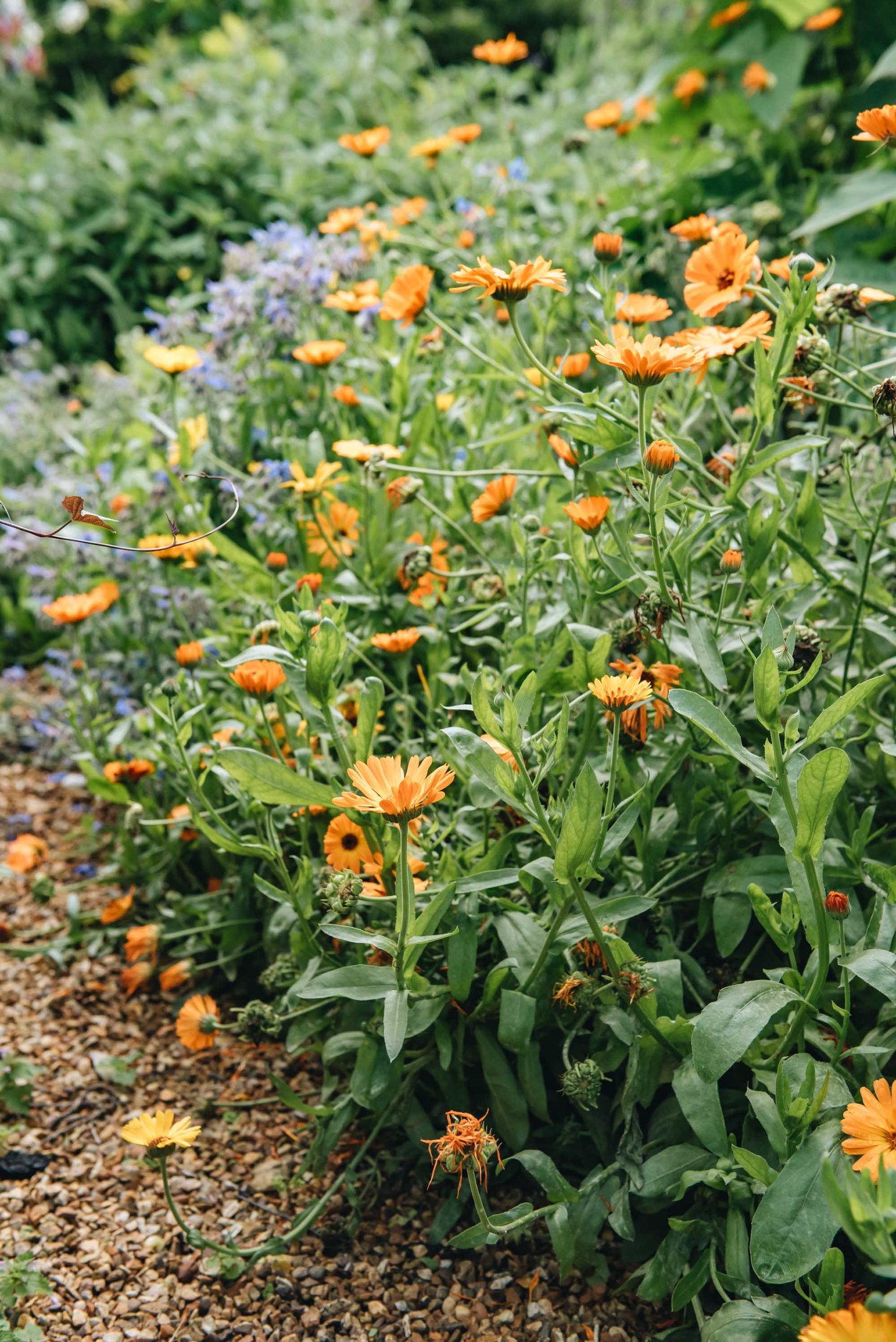 Calendula