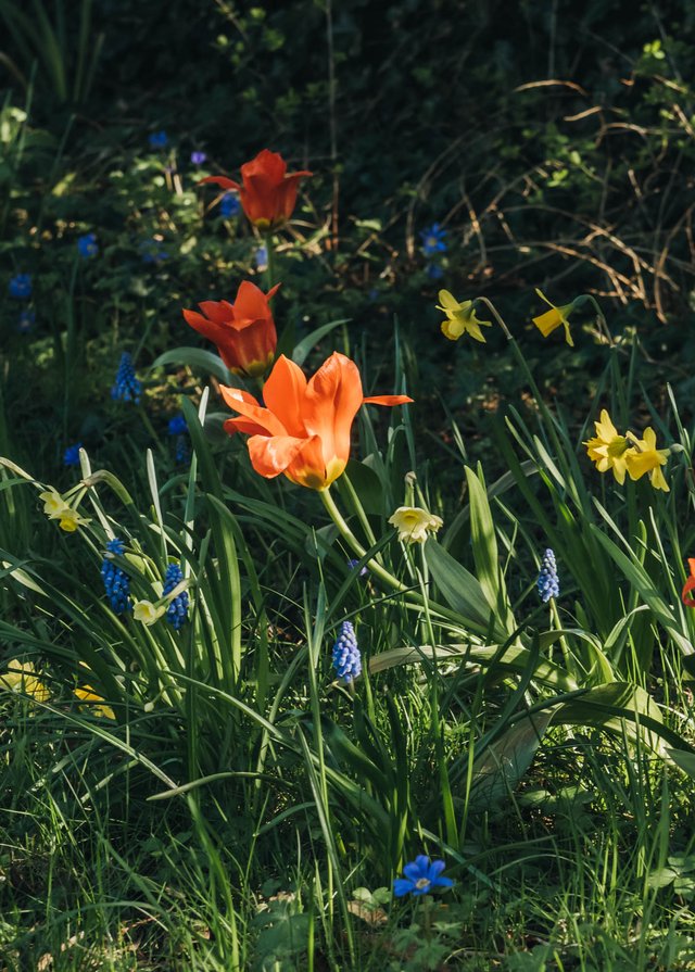 Burford Garden Company