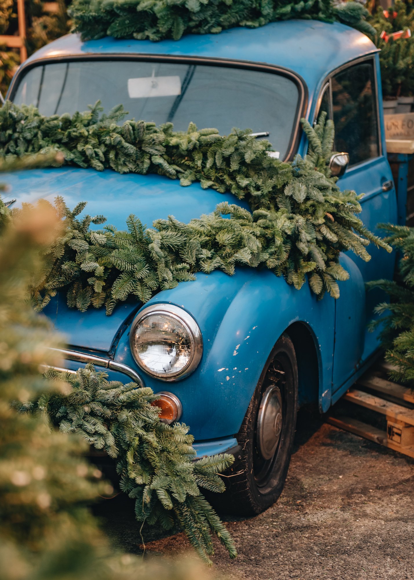 Our Christmas trees Burford Garden Co.