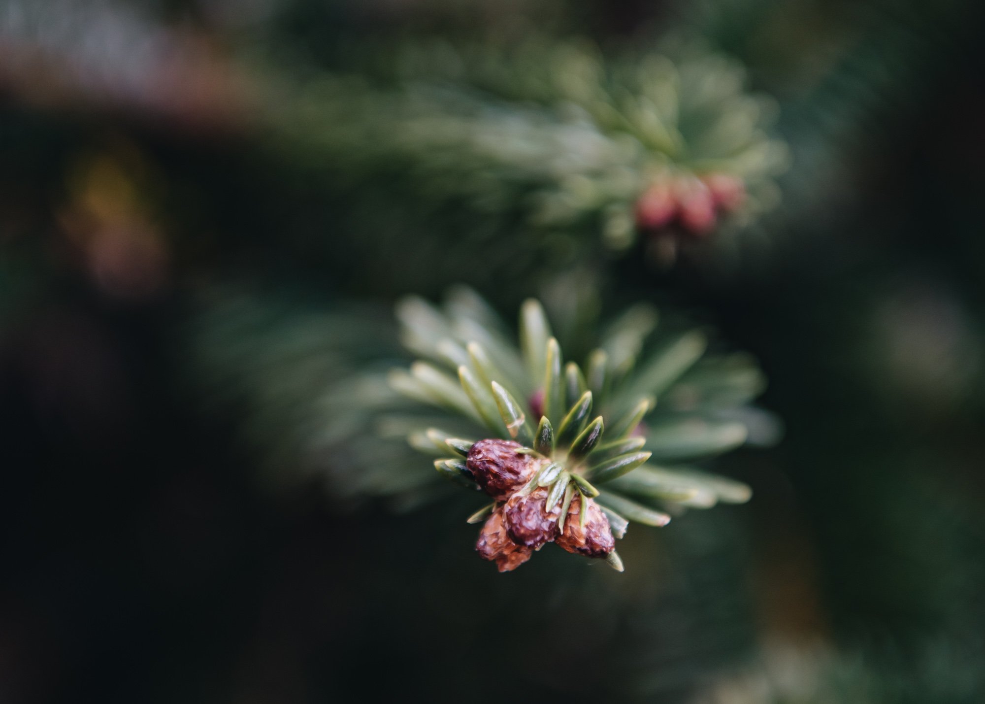 Our Christmas trees Burford Garden Co.