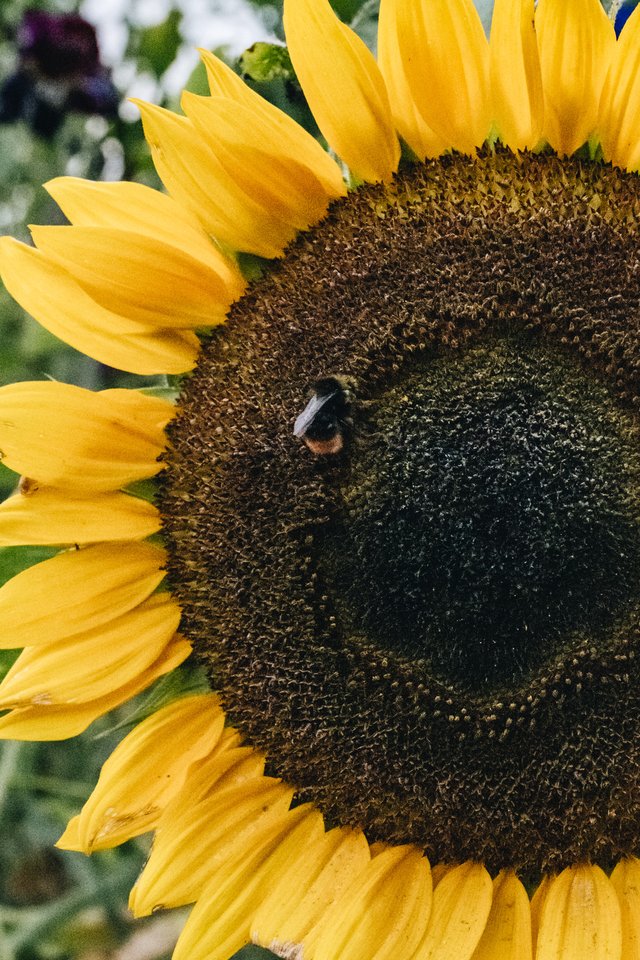 Burford Garden Company