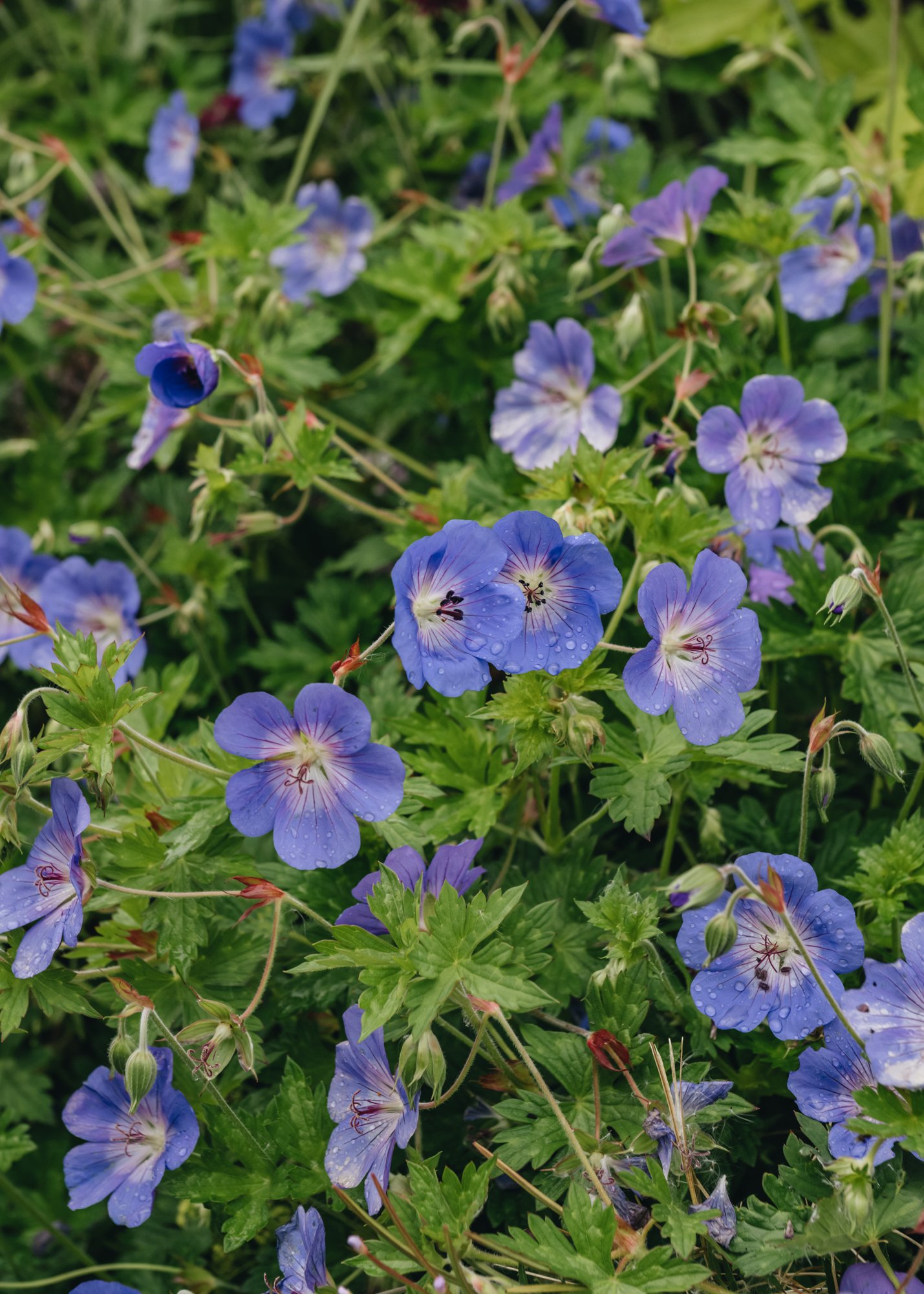 Burford Garden Company