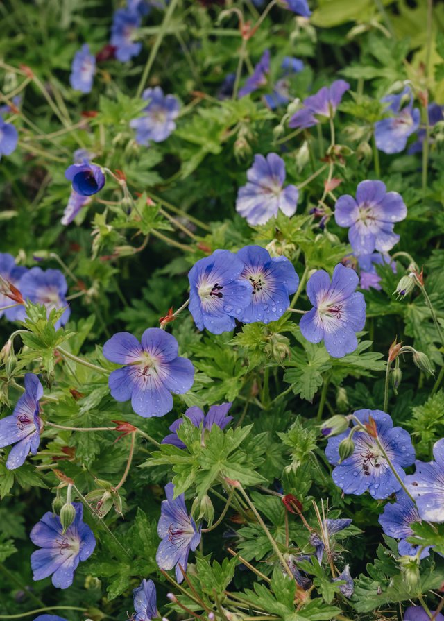 Burford Garden Company