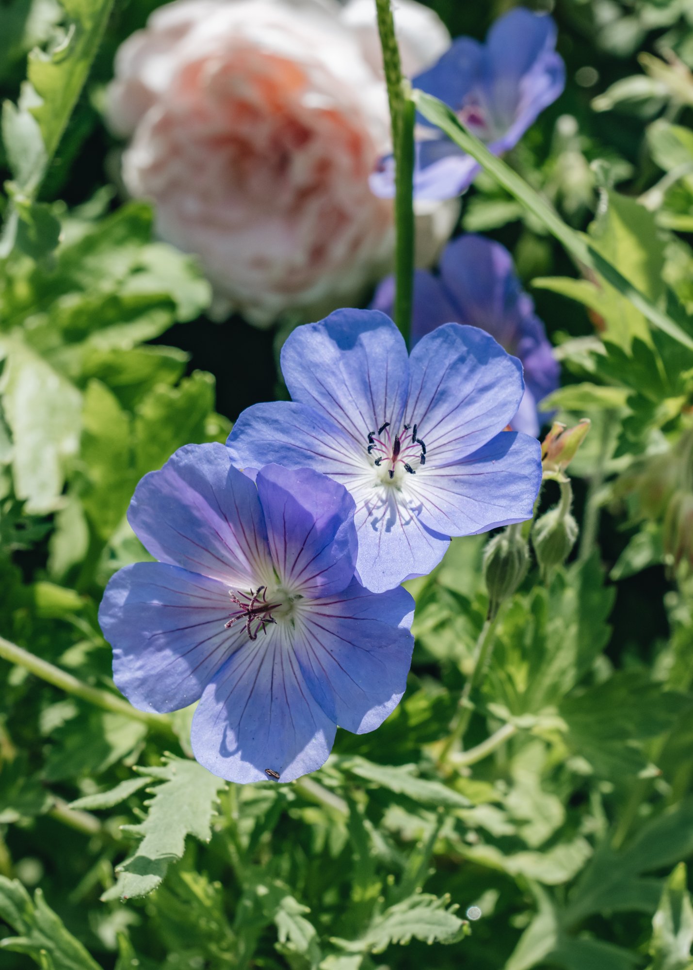 Burford Garden Company