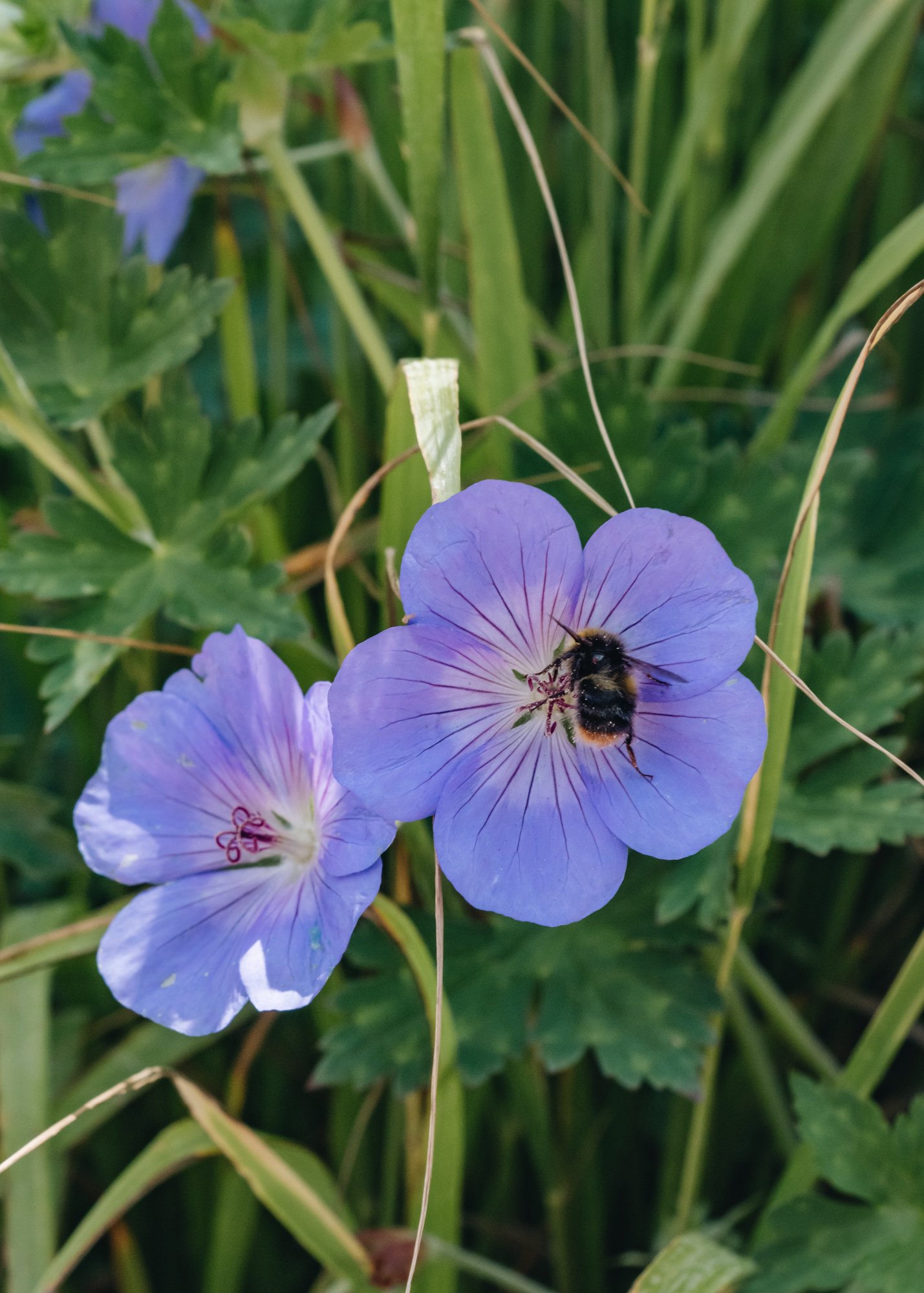 Bee landing in Geranium Rozanne flower