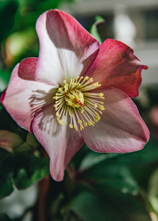 Hellebore pink flower