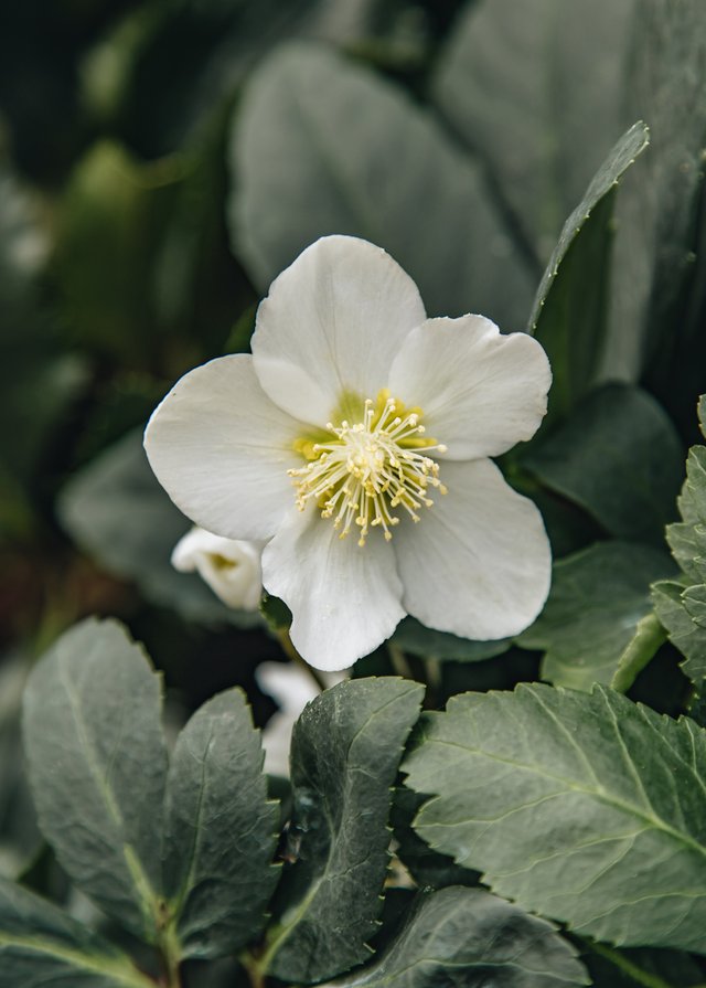 Flower of white hellebore