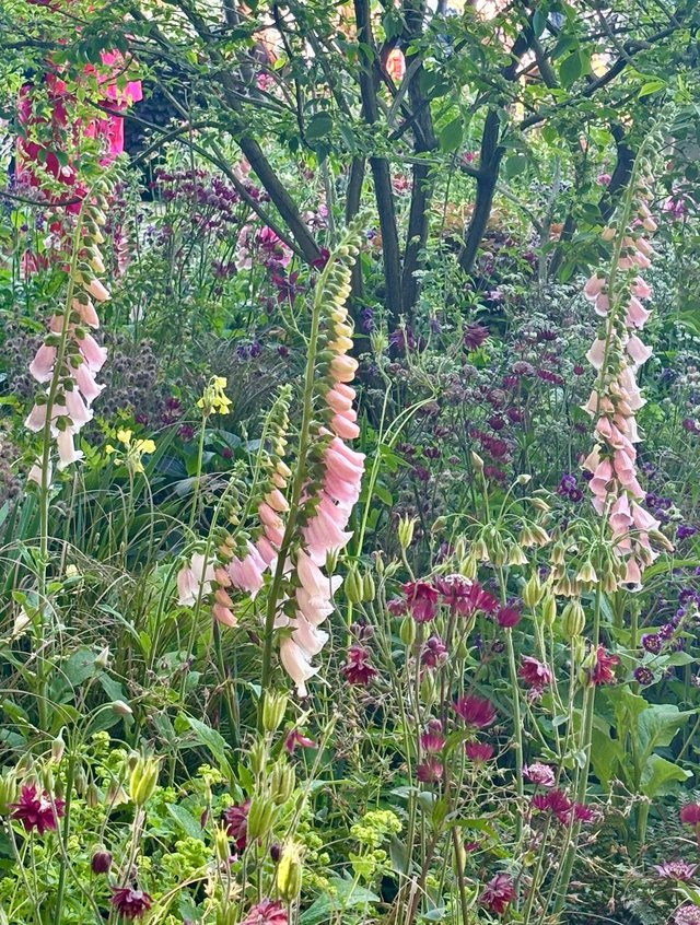 Jo Thompson Glasshouse Garden Chelsea 2025