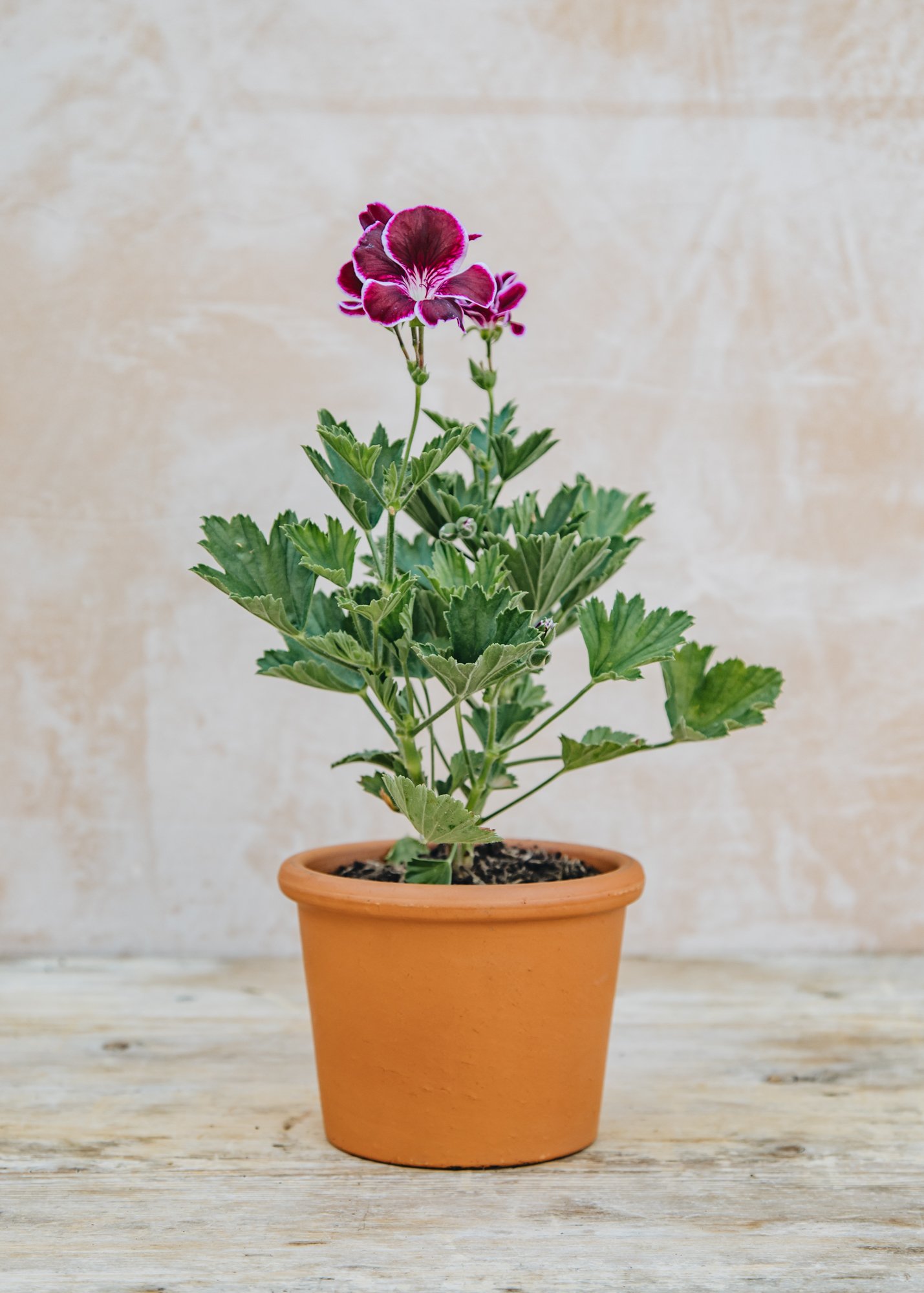 Burford Garden Company