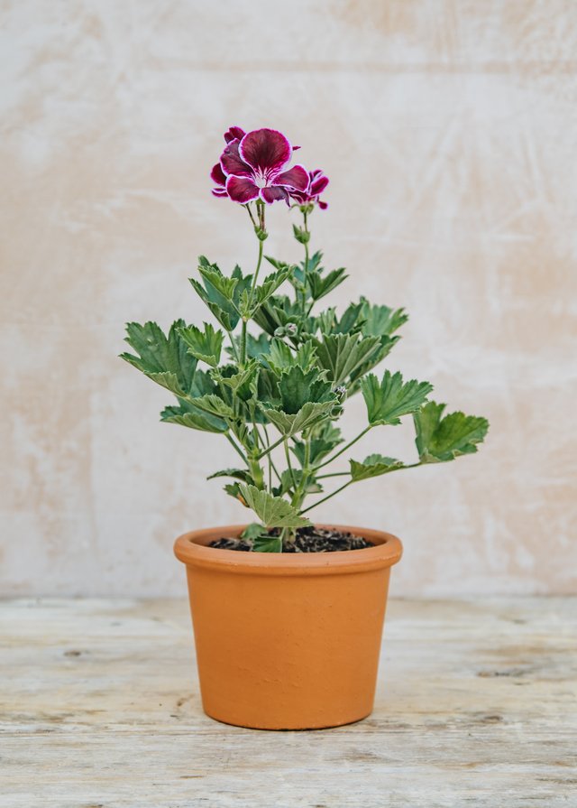 Burford Garden Company