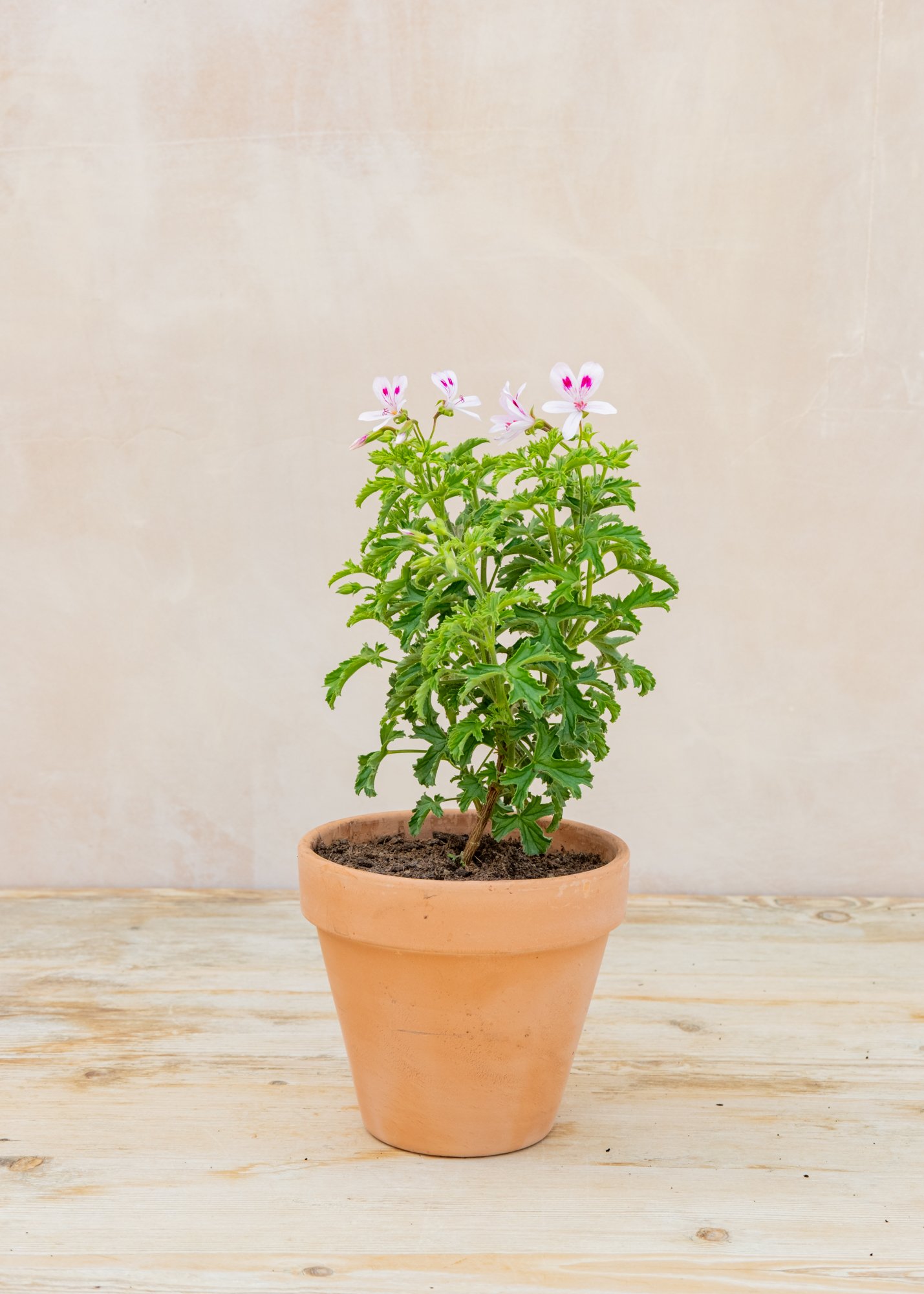 How to: Care for Scented Pelargoniums  Burford Garden Co.