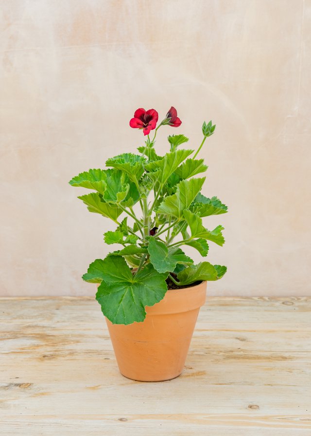 Burford Garden Company