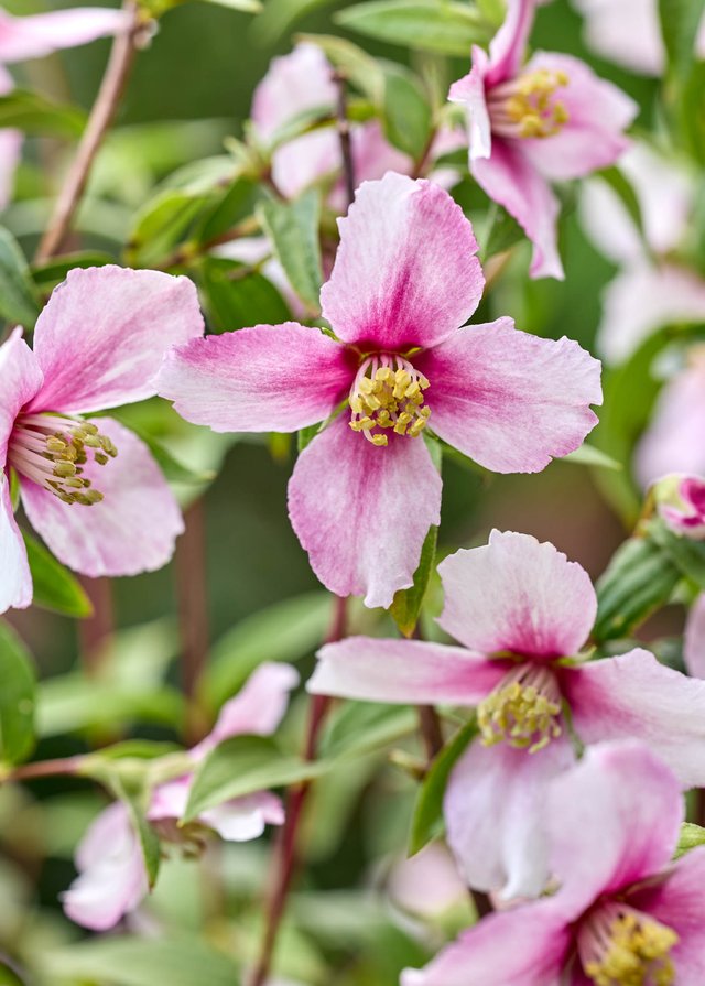 Burford Garden Company
