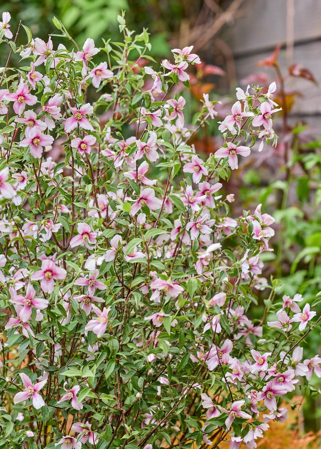 Burford Garden Company