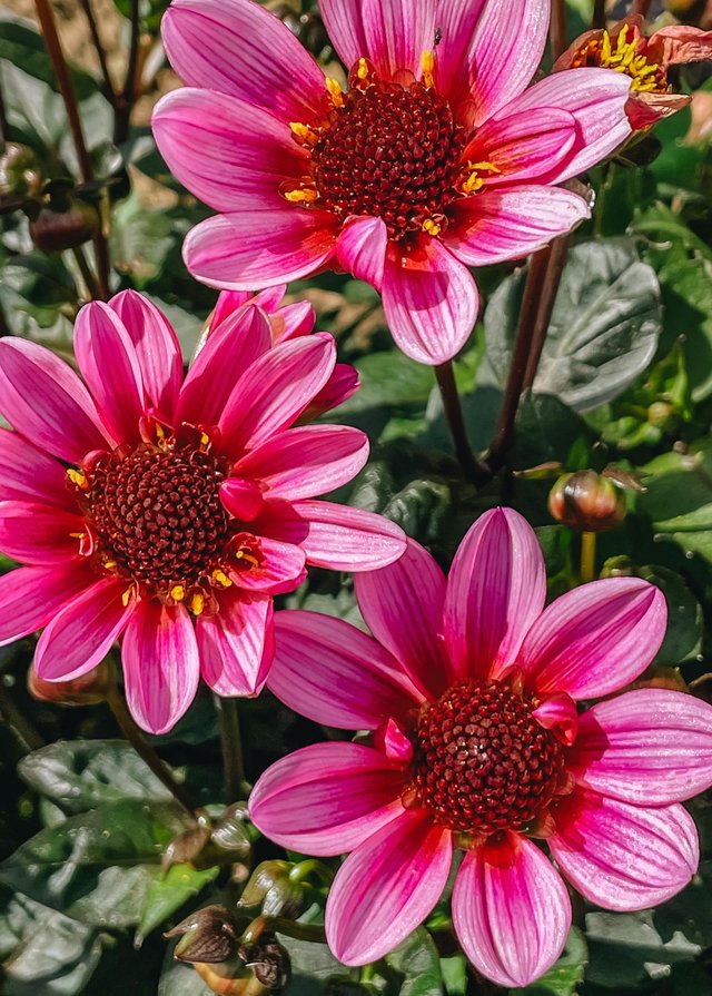 Burford Garden Company
