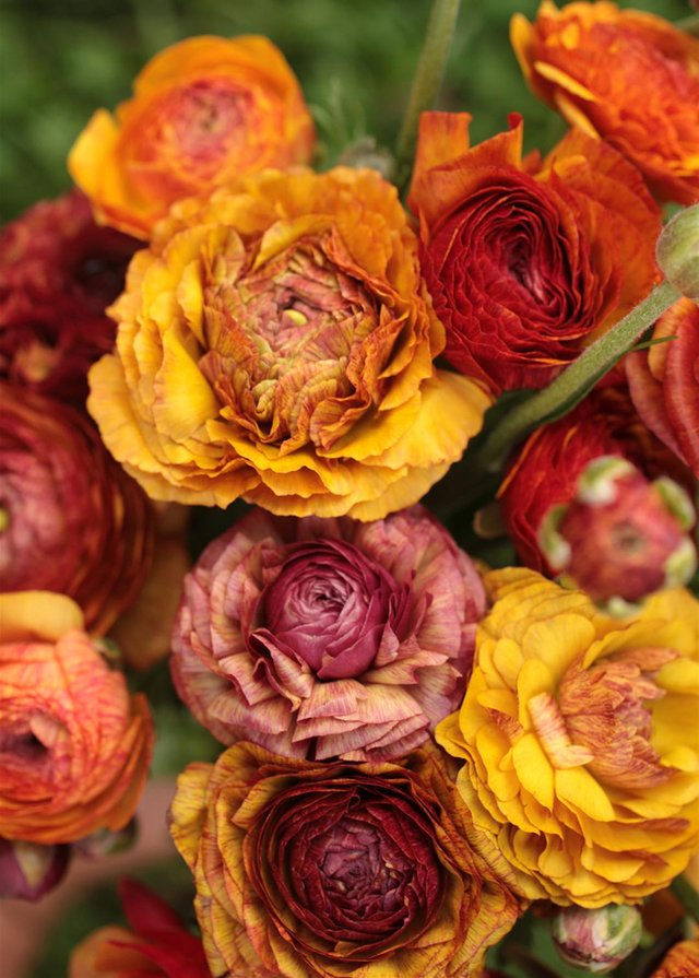 Burford Garden Company