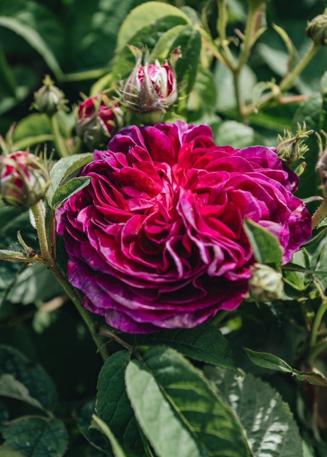 Burford Garden Company