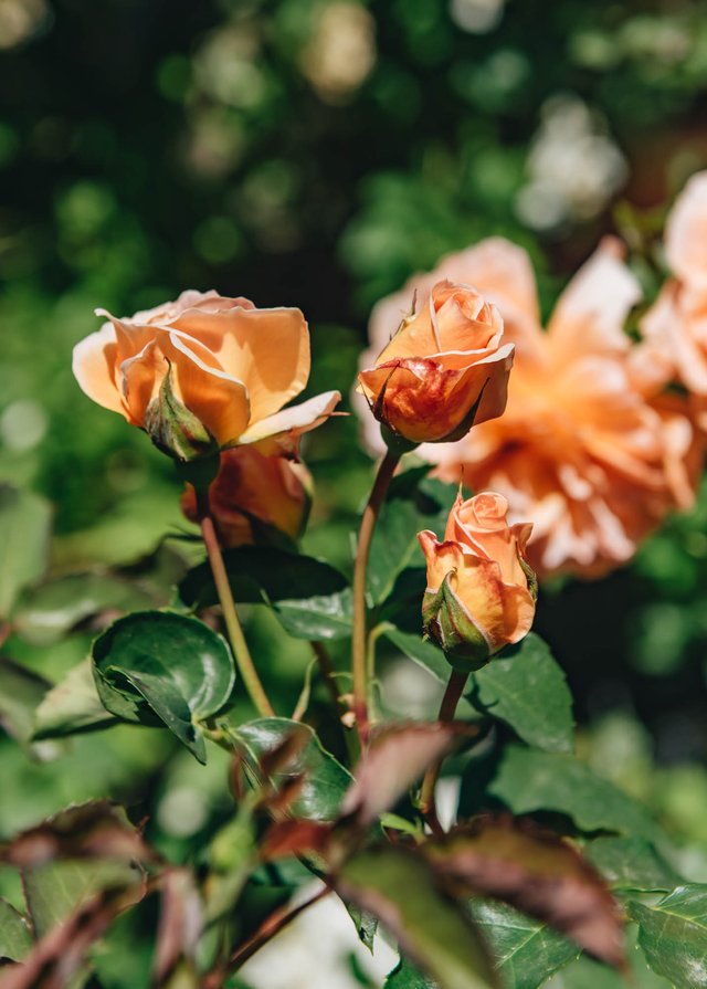 Burford Garden Company