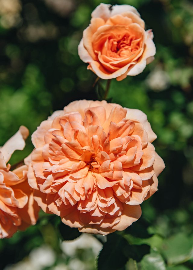 Burford Garden Company
