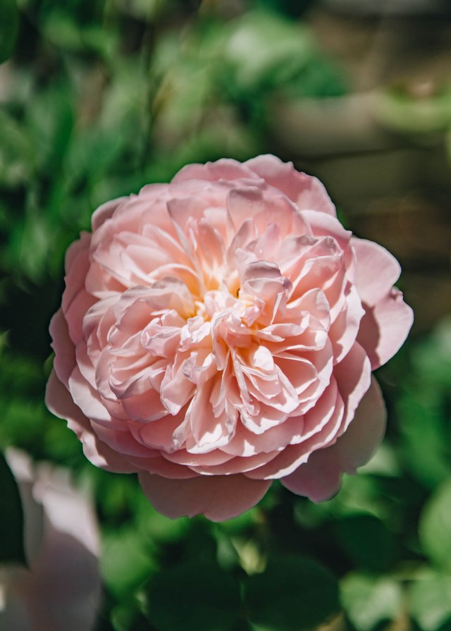 Burford Garden Company