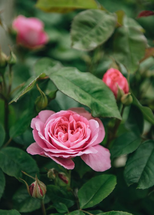 Burford Garden Company