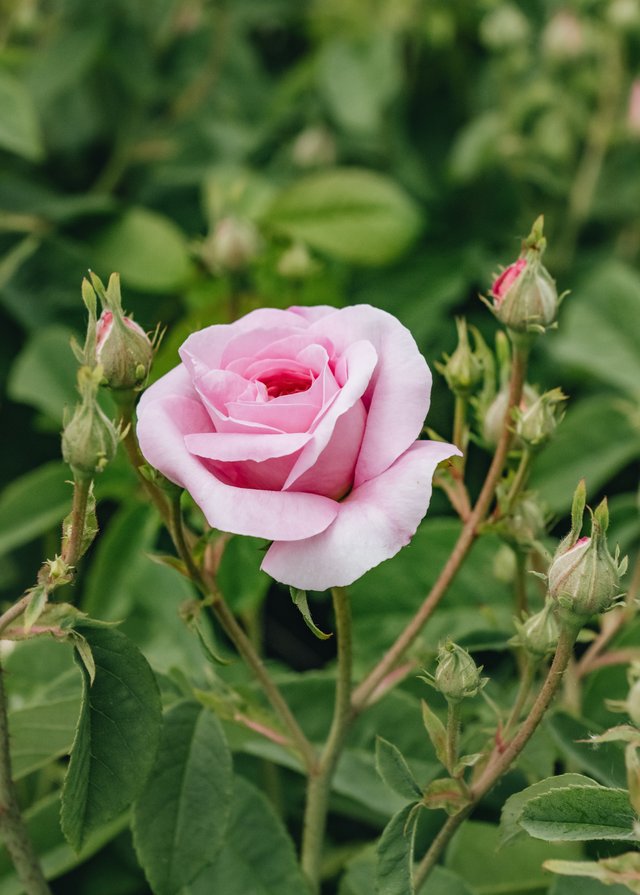 Burford Garden Company