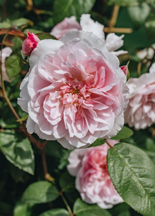 Burford Garden Company