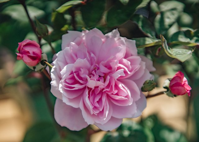 Burford Garden Company