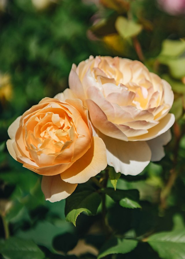 Burford Garden Company