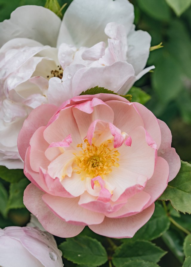 Burford Garden Company