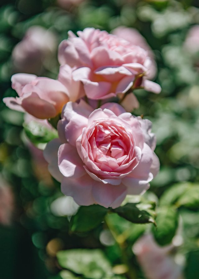 Burford Garden Company