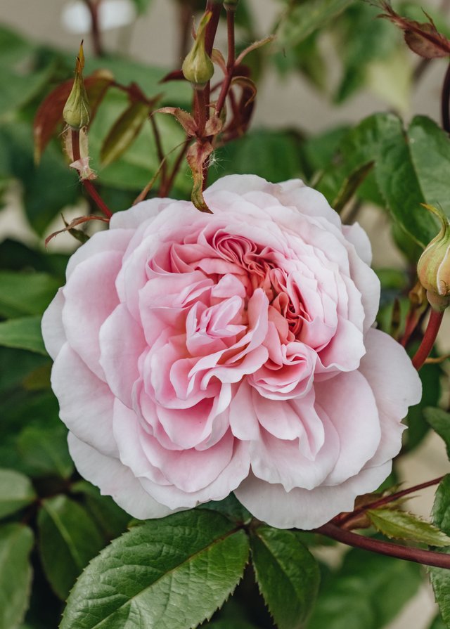 Burford Garden Company