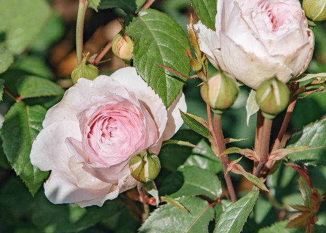 Burford Garden Company