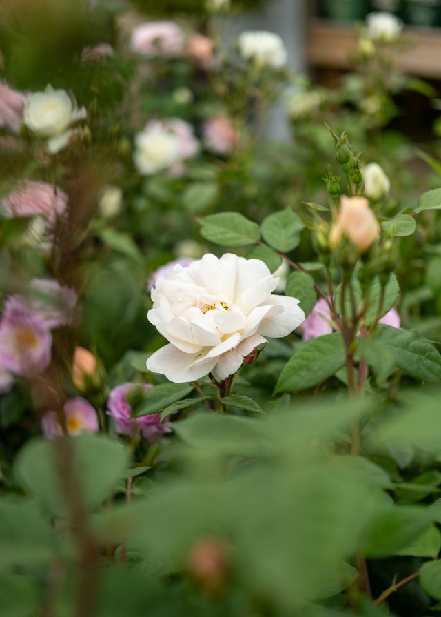 Burford Garden Company