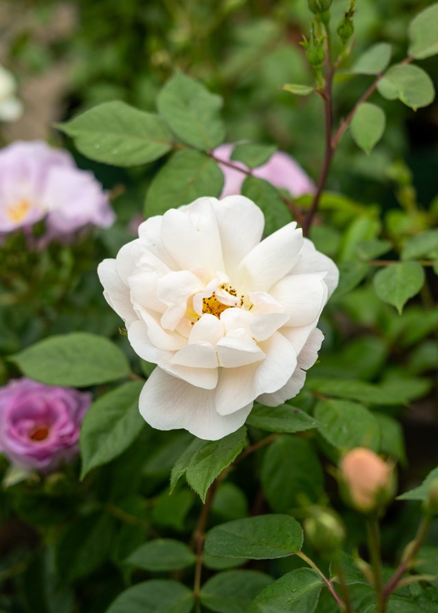 Burford Garden Company