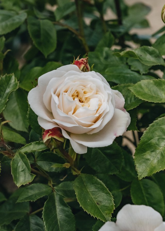 Burford Garden Company