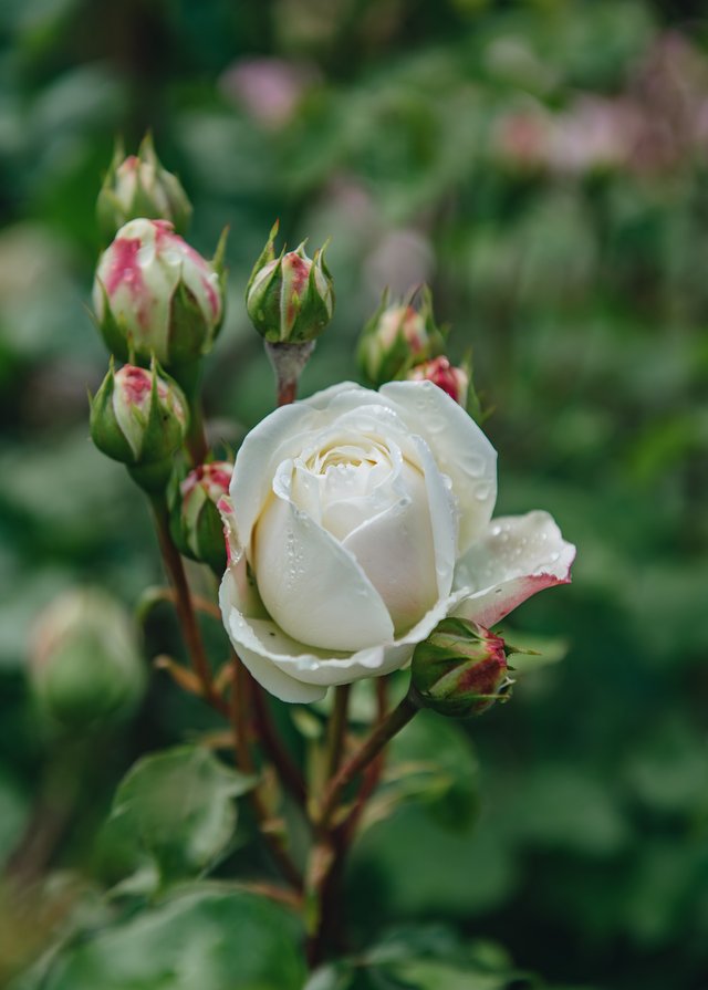 Burford Garden Company