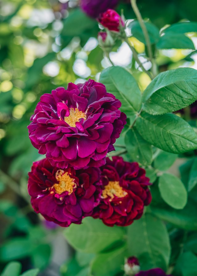 Courtesy of David Austin Roses